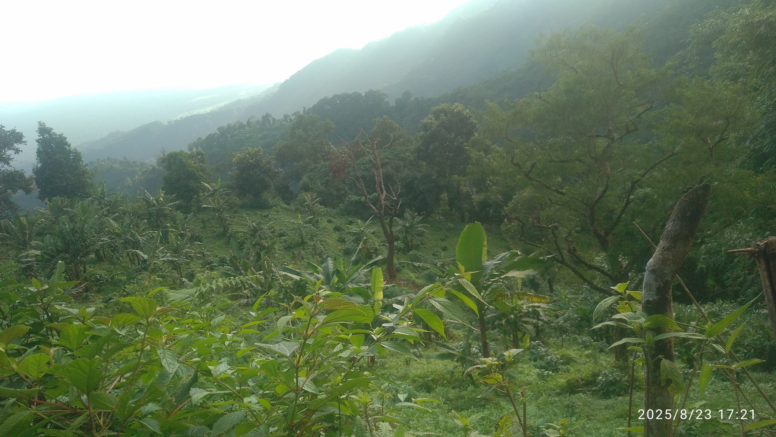 लेटाङ-१ मा अध्यक्षकै संलग्नतामा सामुदायिक वन अतिक्रमण ।